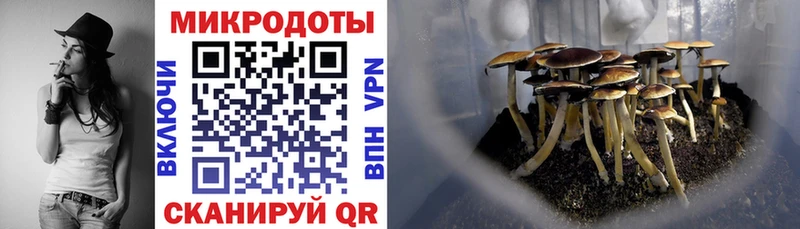 купить  цена  Хасавюрт  Галлюциногенные грибы мицелий 
